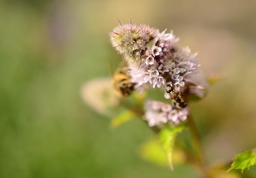 Wildbiene sitze auf einer Pfefferminze